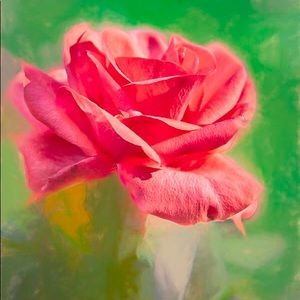 Meet your Posher, Grace